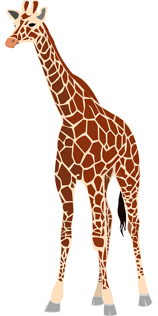 giraffe evolution